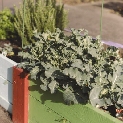 Painted planter boxes growing kale, rosemary and other herbs.
