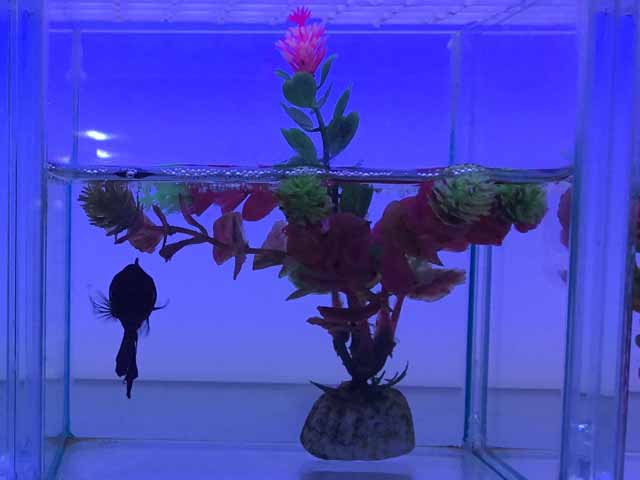 Julie White 3. A loner solitary fish. Indivl and Community